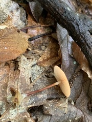 Marasmius sullivantii
