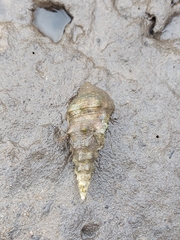 Pyrazus ebeninus