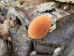 Marasmius sullivantii