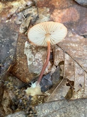 Marasmius sullivantii