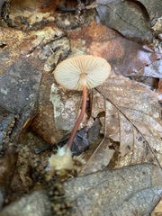 Marasmius sullivantii