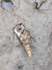 Pyrazus ebeninus