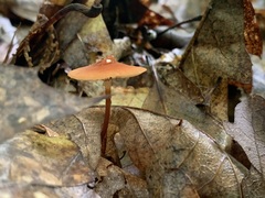 Marasmius sullivantii