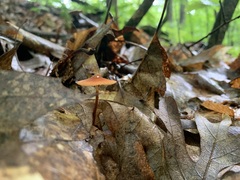 Marasmius sullivantii