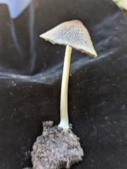 Coprinellus radians
