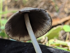 Coprinellus radians
