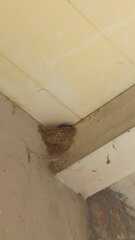 Hirundo rustica rustica