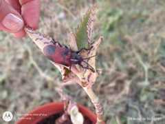 Coraliomela quadrimaculata