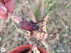 Coraliomela quadrimaculata