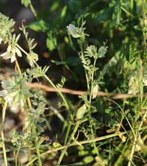Vicia pannonica