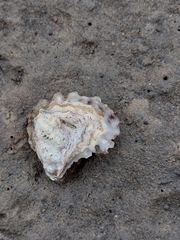 Saccostrea glomerata