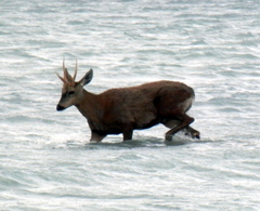 Hippocamelus bisulcus