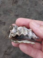 Saccostrea glomerata