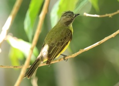 Myiozetetes granadensis