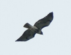 Buteo jamaicensis umbrinus