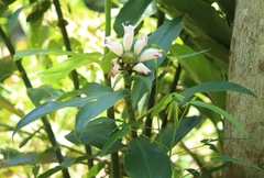 Costaceae