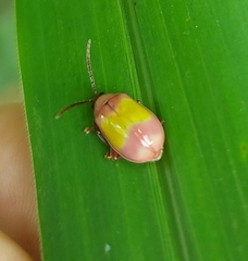 Oedionychina