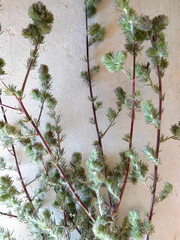 Aspalathus asparagoides asparagoides