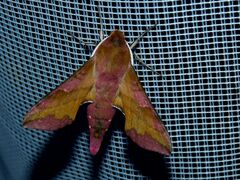 Deilephila porcellus