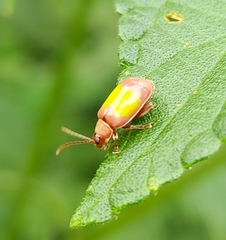 Oedionychina