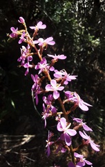 Stylidium productum
