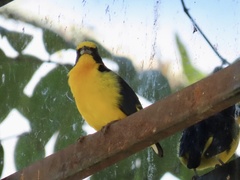 Euphonia laniirostris