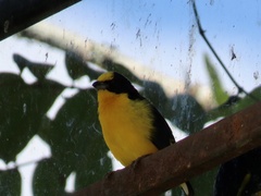 Euphonia laniirostris