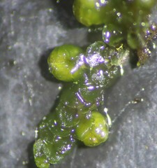 Frullania riparia