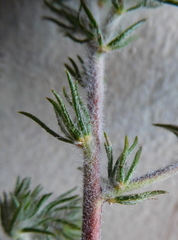 Aspalathus asparagoides asparagoides