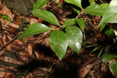 Cryptocarya triplinervis pubens