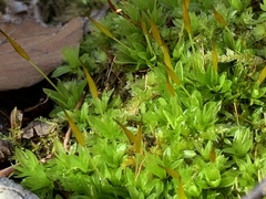 Tortula subulata