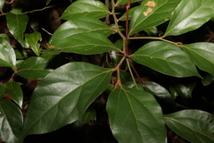 Cryptocarya triplinervis pubens