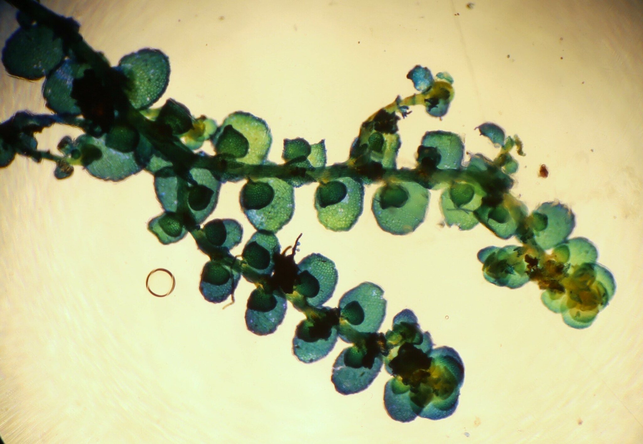 Frullania riparia