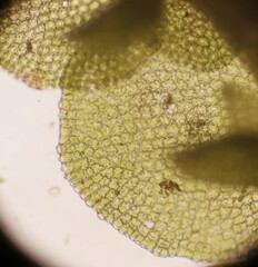 Frullania riparia