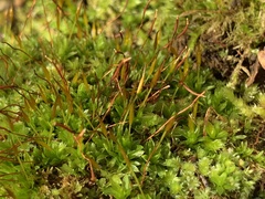Tortula subulata
