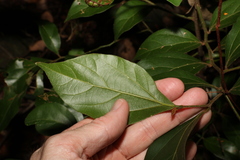 Cryptocarya triplinervis pubens