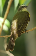 Myiozetetes granadensis