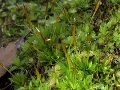 Tortula subulata