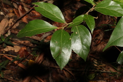 Cryptocarya triplinervis pubens