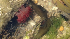 Actinia fragacea