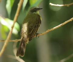 Myiozetetes granadensis