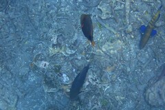 Epinephelidae