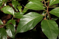 Cryptocarya triplinervis pubens