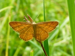 Idaea serpentata