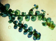 Frullania riparia