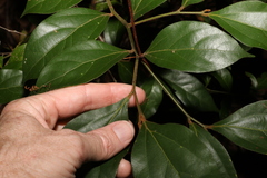 Cryptocarya triplinervis pubens