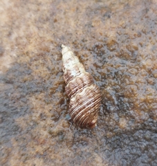 Batillaria australis