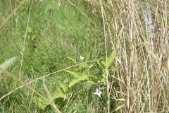 Solanum reineckii