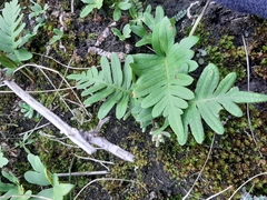 Polypodium vulgare