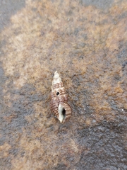 Batillaria australis